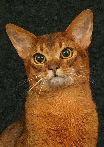Hand Painted Effect Abyssinian Cat Set Download - 21 Pages