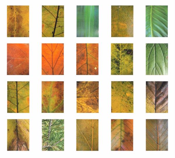 Autumn Leaves - 20 Sheets to Download