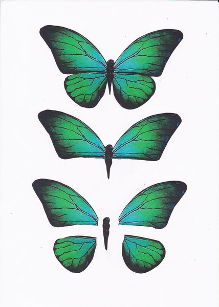 3D Butterfly Set 06 - 24 Pages to Download
