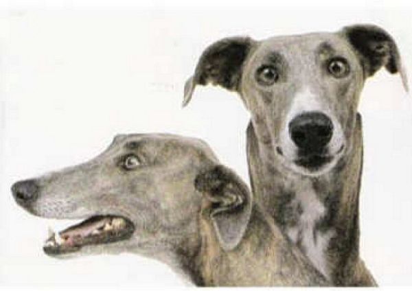 Hand Painted Effect Greyhound - 15 Sheets to Download