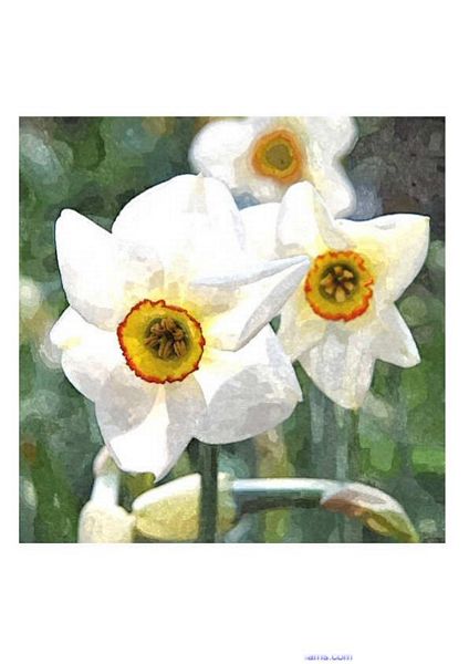 Spring Flowers Narcissus Set - 39 Pages to Download