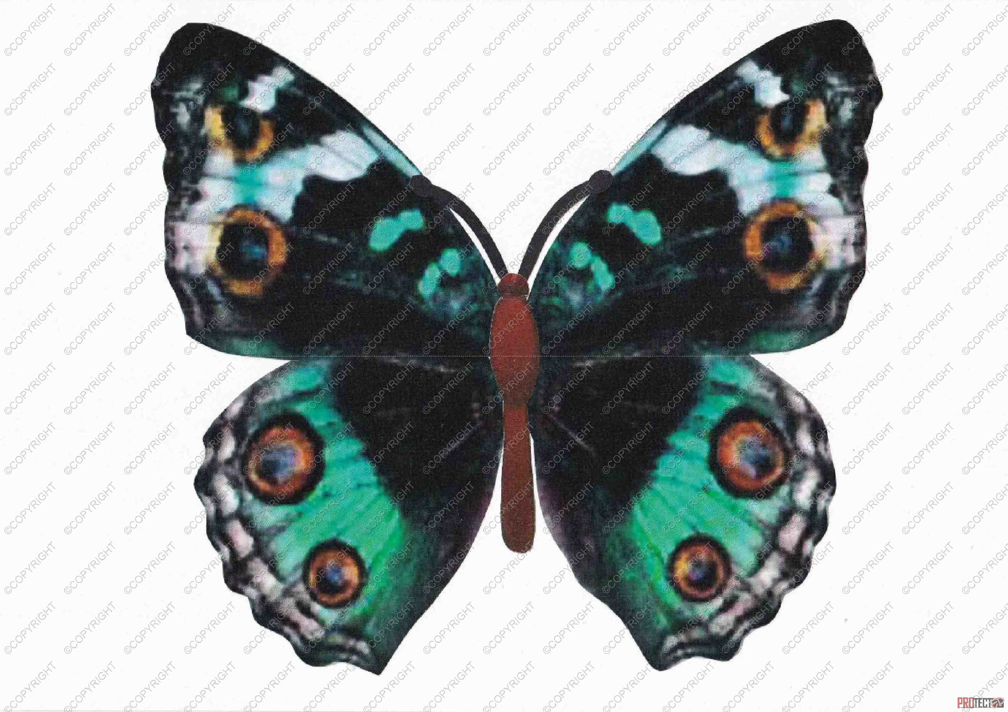 Beautiful Butterflies 08 - 52 Pages to Download