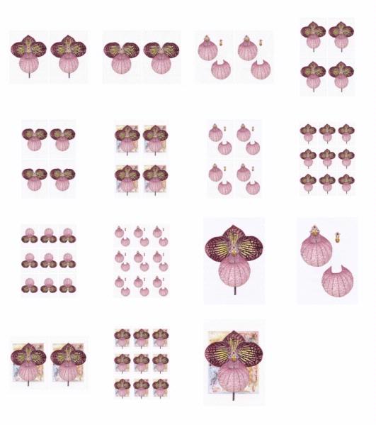Orchids Set 01 - 16 x A4 Pages to Download
