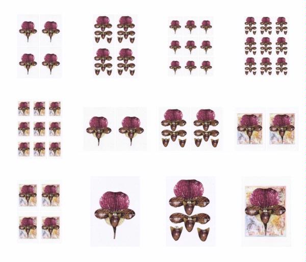 Orchids Set 02 - 12 x A4 Pages to Download