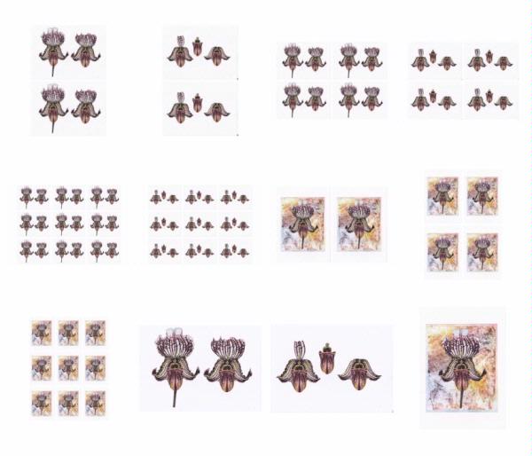 Orchids Set 05 - 12 x A4 Pages to Download