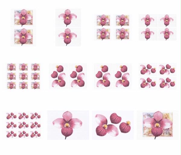 Orchids Set 08 - 12 x A4 Pages to Download