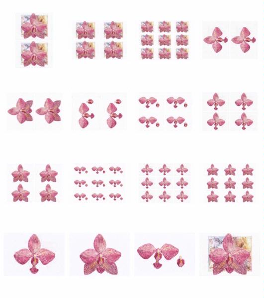 Orchids Set 09 - 16 x A4 Pages to Download