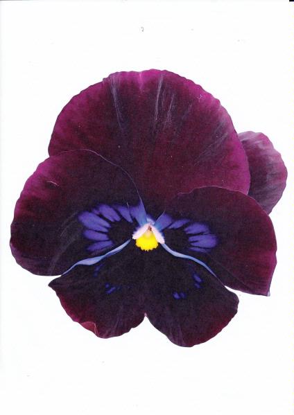 Bold Pansy Set 05 - 44 Pages to Download