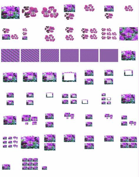 Pansy Set 01 Download - 52 Pages