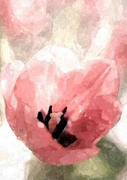 Hand Painted Effect Pink Tulip Set - 39 Pages to Download