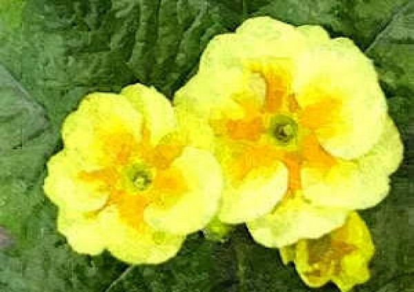 Polyanthus Set 11 - 29 Pages to Download