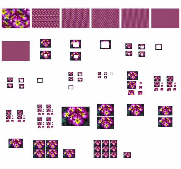 Polyanthus Set 12 - 29 Pages to Download