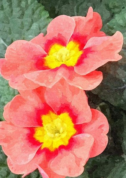 Polyanthus Set 13 - 29 Pages to Download