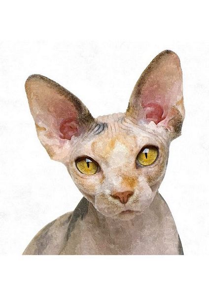 Hand Painted Effect Sphynx Cat Set Download - 21 Pages
