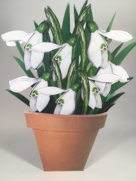 FREE Snowdrop Flowers Set 01 - 25 Pages to Download
