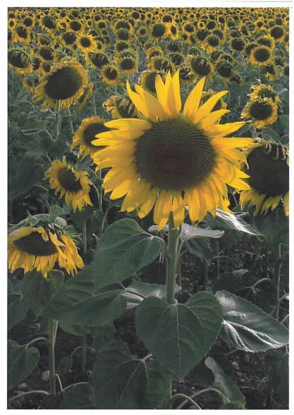 Sunflower Surprise All in 1 Design - 7 Pages DOWNLOAD