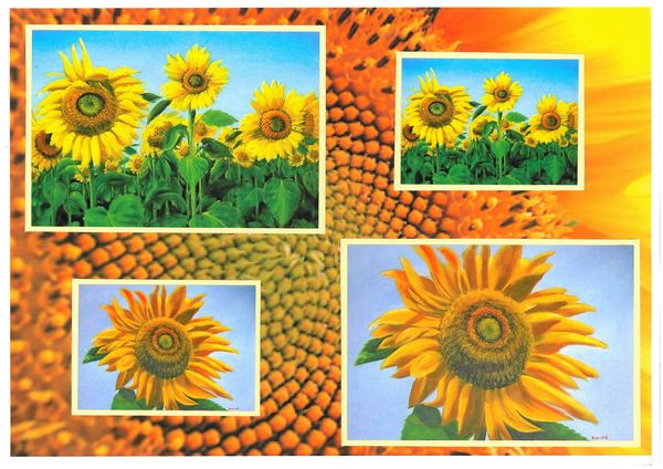 Sunflower Surprise All in 1 Design 3 - 7 Pages to DOWNLOAD