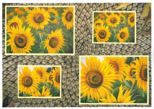 Sunflower Surprise All in 1 Design 4 - 7 x Pages DOWNLOAD