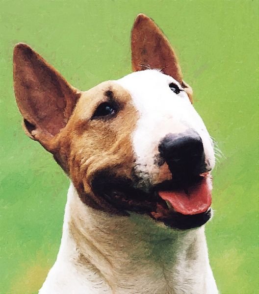.Hand Painted Effect Bull Terrier Set Download - 14 Pages