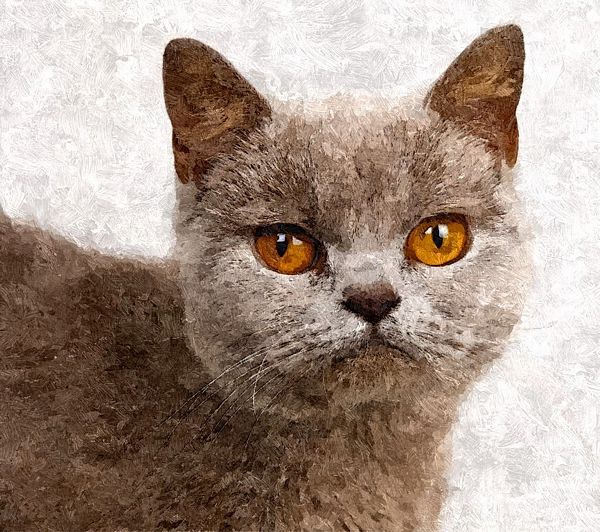 Hand Painted Effect Burmese Cat Set Download - 21 Pages