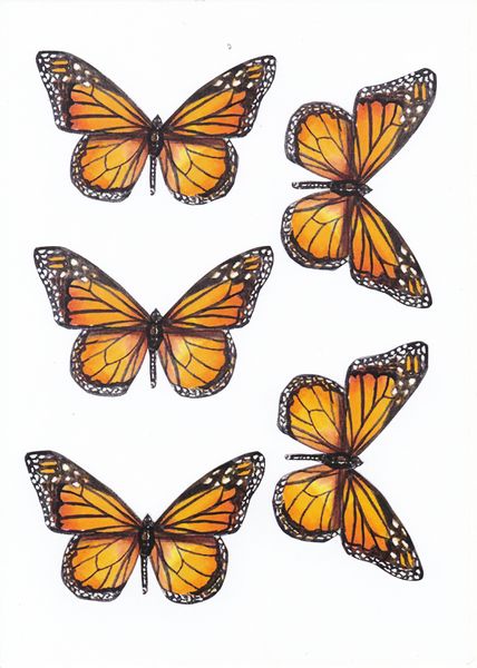 Butterfly Topper Set 06 - 10 Pages to Download