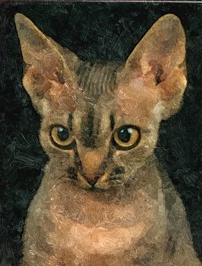 Hand Painted Effect Devon Rex Cat Set Download - 21 Pages
