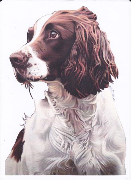 Bumper Spaniel Set - 82 Pages to Download