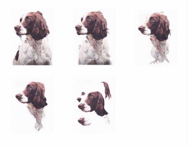 Spaniel Frame Project - 5 Pages to Download