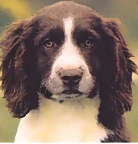 Hand Painted Effect English Springer Spaniel Set - 15 Pages