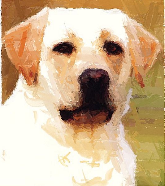 Hand Painted Effect Golden Labrador Set - 14 Pages