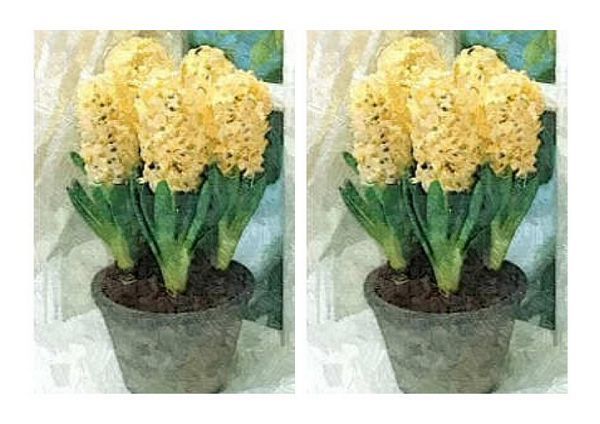 Hand Painted Effect Hyacinth Set 01 Download - 29 Pages to Download