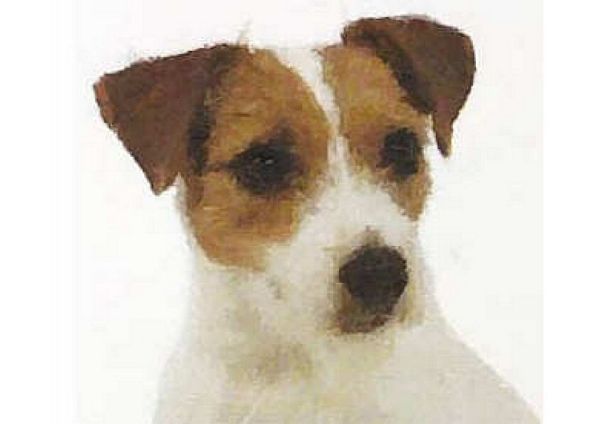 Hand Painted Effect Jack Russell Set - 15 Pages