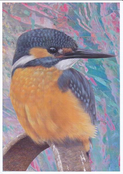 Kingfisher Set 01 Download - 49 Pages