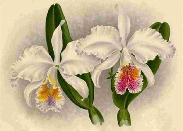 Opulent Orchids 12 - 44 x A4 Pages