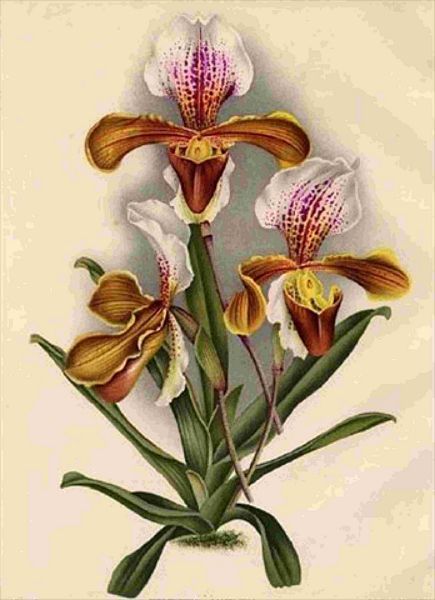 Opulent Orchids 13 - 44 x A4 Pages