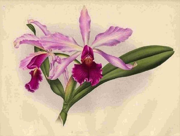 Opulent Orchids 14 - 44 x A4 Pages
