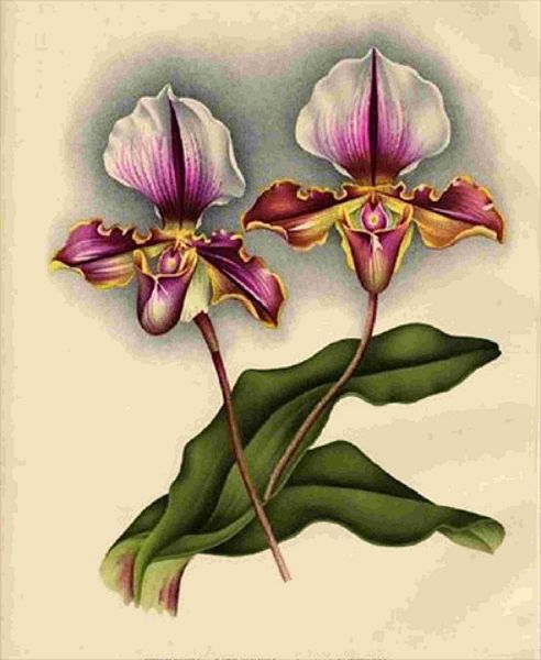 Opulent Orchids 16 - 44 x A4 Pages
