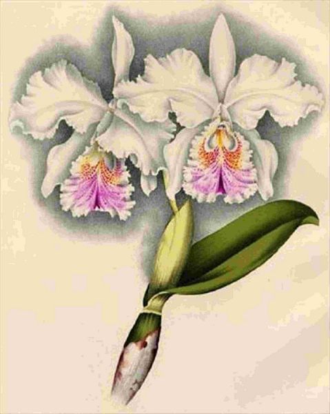 Opulent Orchids 17 - 44 x A4 Pages
