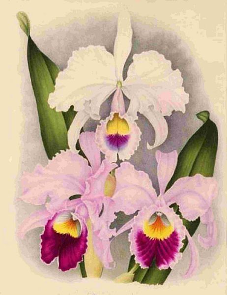 Opulent Orchids 18 - 44 x A4 Pages