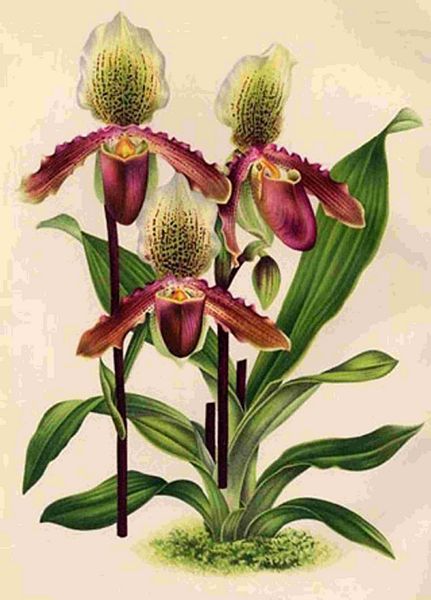 Opulent Orchids 19 - 44 x A4 Pages