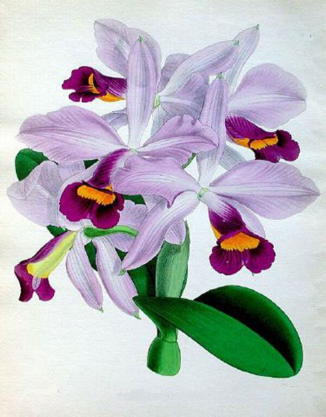Opulent Orchids 02 - 40 x A4 Pages