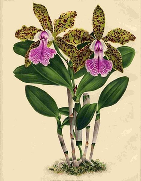 Opulent Orchids 20 - 44 x A4 Pages