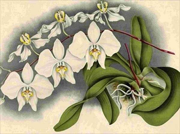 Opulent Orchids 21 - 44 x A4 Pages