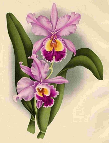 Opulent Orchids 23 - 44 x A4 Pages
