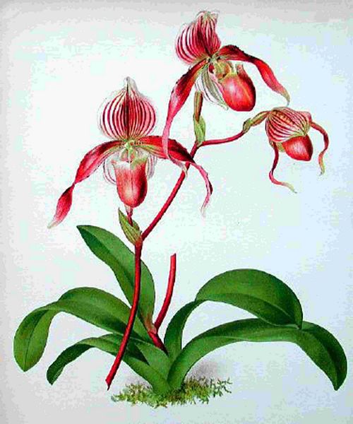Opulent Orchids 24 - 44 x A4 Pages