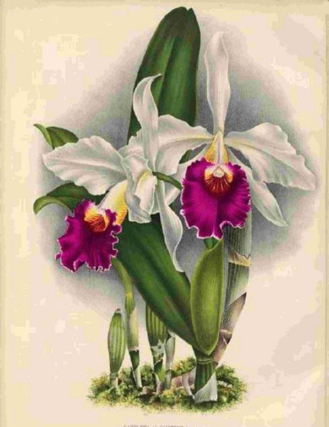 Opulent Orchids 27 - 44 x A4 Pages