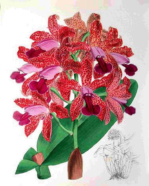 Opulent Orchids 29 - 44 x A4 Pages