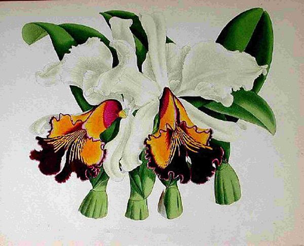 Opulent Orchids 30 - 44 x A4 Pages