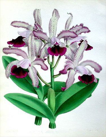 Opulent Orchids 05 - 40 x A4 Pages