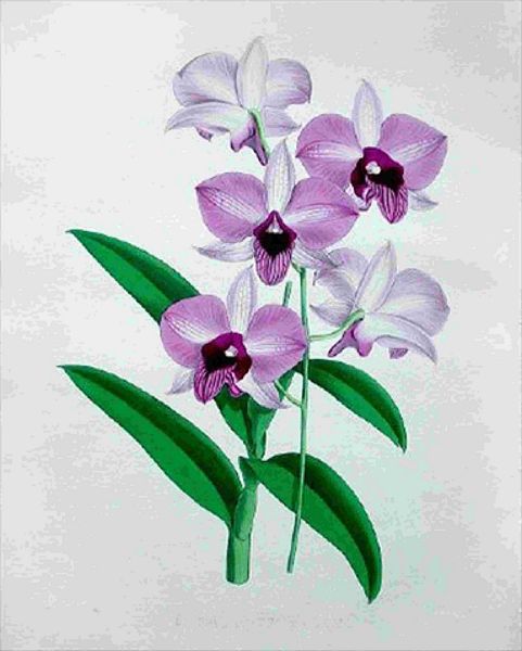 Opulent Orchids 07 - 44 x A4 Pages